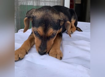 Linaria, geb. ca. 12/2025, lebt in GRIECHENLAND, im städt. Tierheim Serres