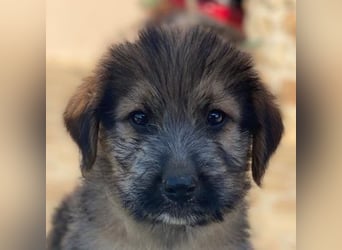 Elkoro, geb. ca. 04/2025, lebt in GRIECHENLAND, auf einer privaten Pflegestelle