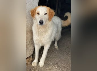 Tobby, geb. ca. 11/2022, lebt in GRIECHENLAND, im städt. Tierheim Serres