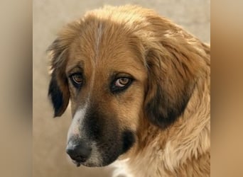 Blümchen, geb. ca. 08/2024, lebt in GRIECHENLAND, im städt. Tierheim Serres