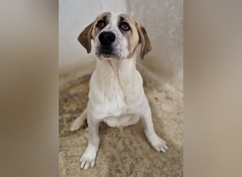 Lou, geb. ca. 11/2022, lebt in GRIECHENLAND, im städt. Tierheim Serres