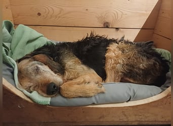 Yasko, geb. ca. 11/2022, lebt auf einer Pflegestelle in 44649 Herne