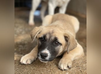 Mira, geb. ca. 12/2025, lebt in GRIECHENLAND, im städt. Tierheim Serres