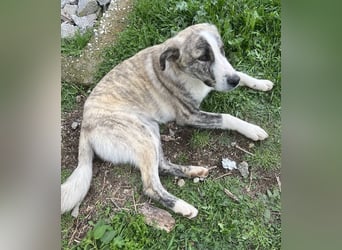 Xabi, geb. ca. 07/2023, lebt in GRIECHENLAND, auf einem Gelände, Hunde werden notdürftig versorgt