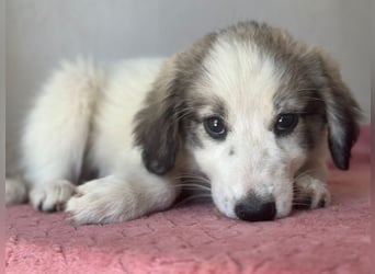 Paloma, geb. ca. 05/2026, lebt in GRIECHENLAND, im städt. Tierheim Serres