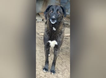 Niabi, geb. ca. 05/2023, lebt in GRIECHENLAND, im städt. Tierheim Serres