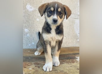 Sissy, geb. ca. 03/2026, lebt in GRIECHENLAND, auf einer privaten Pflegestelle