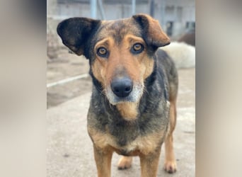 Violetta, geb. ca. 09/2018, lebt in GRIECHENLAND, im städt. Tierheim Serres