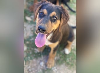 Quasti, geb. ca. 02/2025, lebt in GRIECHENLAND, auf einer privaten Pflegestelle