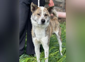 Scar, geb. ca. 04/2025, lebt in GRIECHENLAND, im städt. Tierheim Serres