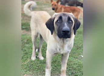 Twixx, geb. ca. 03/2025, lebt in GRIECHENLAND, im städt. Tierheim Serres