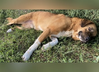 Maletto, geb. ca. 09/2018, lebt in GRIECHENLAND, im städt. Tierheim Serres