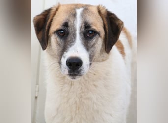 Taro, geb. ca. 08/2018, lebt in GRIECHENLAND, im städt. Tierheim Serres