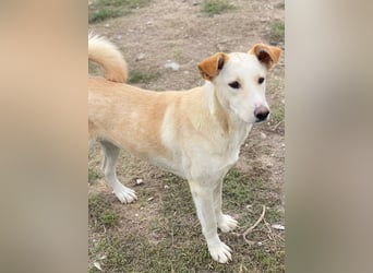 Kalena, geb. ca. 01/2025, lebt in GRIECHENLAND, im städt. Tierheim Serres