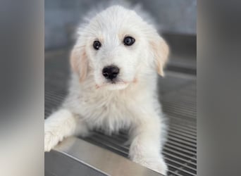 Zucker, geb. ca. 01/2026, lebt in GRIECHENLAND, auf einer privaten Pflegestelle