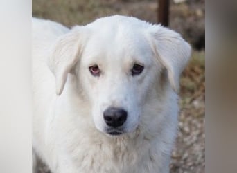 Idallo, geb. ca. 12/2020, lebt in GRIECHENLAND, im städt. Tierheim Serres