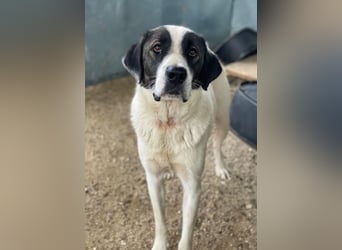 Marinara, geb. ca. 01/2025, lebt in GRIECHENLAND, auf einer privaten Pflegestelle