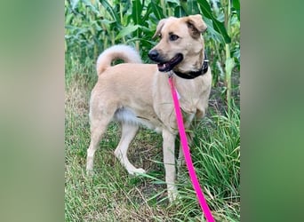 Fanta, geb. ca. 05/2017, lebt bei einer Familie in 48317 Drensteinfurt, Vermittlungshilfe