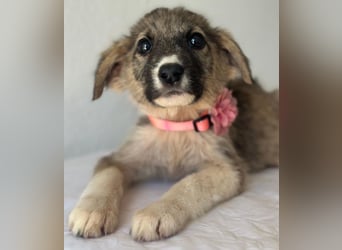 Karolina, geb. ca. 03/2026, lebt in GRIECHENLAND, im städt. Tierheim Serres