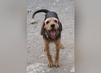 Yasko, geb. ca. 11/2022, lebt auf einer Pflegestelle in 44649 Herne