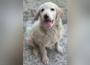 Jonte, geb. ca. 05/2026, lebt in GRIECHENLAND, im städt. Tierheim Serres