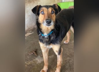 Tizian, geb. ca. 04/2022, lebt in GRIECHENLAND, auf einer privaten Pflegestelle