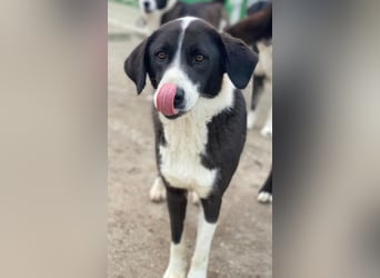 Arielle, geb. ca. 01/2023, lebt in GRIECHENLAND, im städt. Tierheim Serres