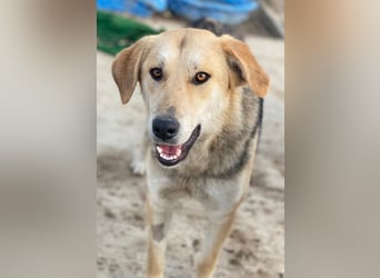 Ciri, geb. ca. 05/2024, lebt in GRIECHENLAND, im städt. Tierheim Serres