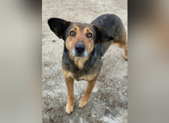 Violetta, geb. ca. 09/2018, lebt in GRIECHENLAND, im städt. Tierheim Serres