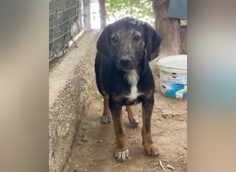 Miranda, geb. ca. 01/2026, lebt in GRIECHENLAND, auf einer privaten Pflegestelle