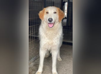 Tobby, geb. ca. 11/2022, lebt in GRIECHENLAND, im städt. Tierheim Serres