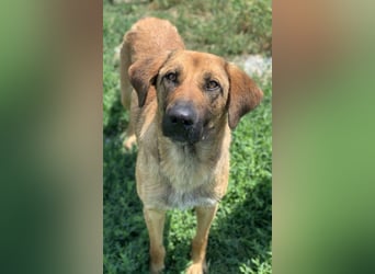 Xawi, geb. ca. 12/2019, lebt in GRIECHENLAND, im städt. Tierheim Serres