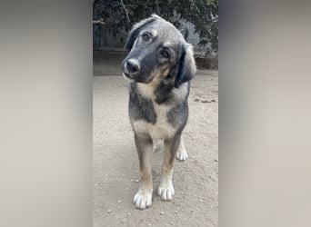 Karla, geb. ca. 03/2023, lebt in GRIECHENLAND, im städt. Tierheim Serres