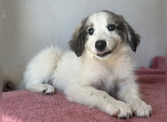 Paloma, geb. ca. 05/2026, lebt in GRIECHENLAND, im städt. Tierheim Serres