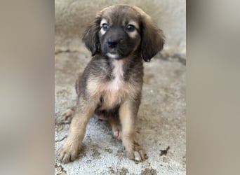 Harissa, geb. ca. 05/2026, lebt in GRIECHENLAND, im städt. Tierheim Serres