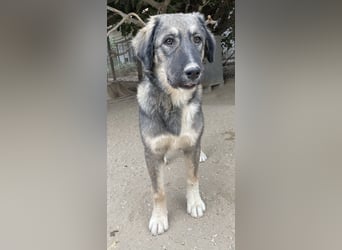 Karla, geb. ca. 03/2023, lebt in GRIECHENLAND, im städt. Tierheim Serres