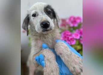 Jari, geb. ca. 05/2026, lebt in GRIECHENLAND, im städt. Tierheim Serres