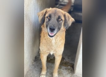 Lacasito, geb. ca. 01/2022, lebt in GRIECHENLAND, im städt. Tierheim Serres