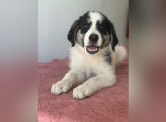 Colada, geb. ca. 05/2026, lebt in GRIECHENLAND, im städt. Tierheim Serres