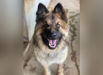 Joey, geb. ca. 08/2025, lebt in GRIECHENLAND, auf einer privaten Pflegestelle
