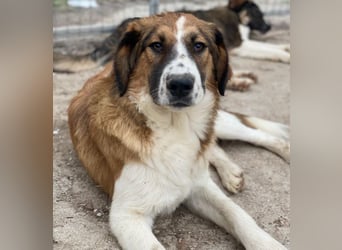 Barkley, geb. ca. 10/2024, lebt in GRIECHENLAND, auf einer privaten Pflegestelle