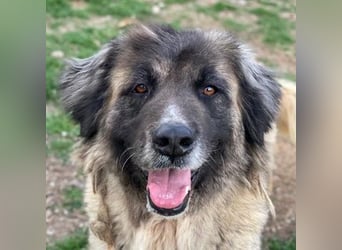 Harper, geb. ca. 12/2018, lebt in GRIECHENLAND, im städt. Tierheim Serres