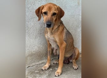 Angelina, geb. ca. 07/2022, lebt in GRIECHENLAND, im städt. Tierheim Serres