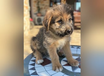 Elkoro, geb. ca. 04/2025, lebt in GRIECHENLAND, auf einer privaten Pflegestelle