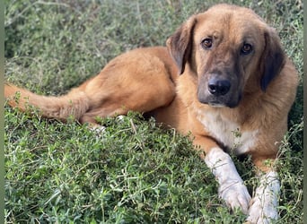 Maletto, geb. ca. 09/2018, lebt in GRIECHENLAND, im städt. Tierheim Serres