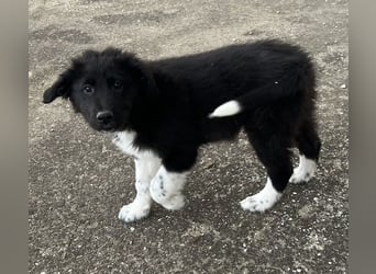 Baron, geb. ca. 12/2023, lebt in GRIECHENLAND, auf einem Gelände, Hunde werden notdürftig versorgt