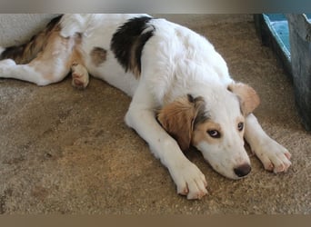 Katra, geb. ca. 04/2025, lebt in GRIECHENLAND, im städt. Tierheim Serres