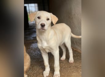 Liena, geb. ca. 12/2025, lebt in GRIECHENLAND, im städt. Tierheim Serres