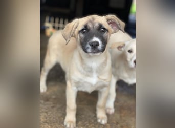 Mira, geb. ca. 12/2025, lebt in GRIECHENLAND, im städt. Tierheim Serres