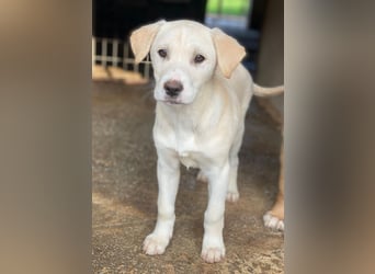 Liena, geb. ca. 12/2025, lebt in GRIECHENLAND, im städt. Tierheim Serres